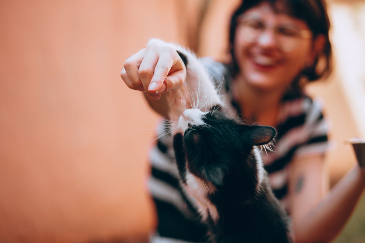 Peut-on éduquer un chat ?